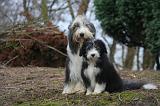 BEARDED COLLIE 451